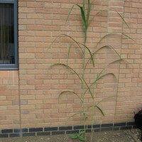 Elephant Grass